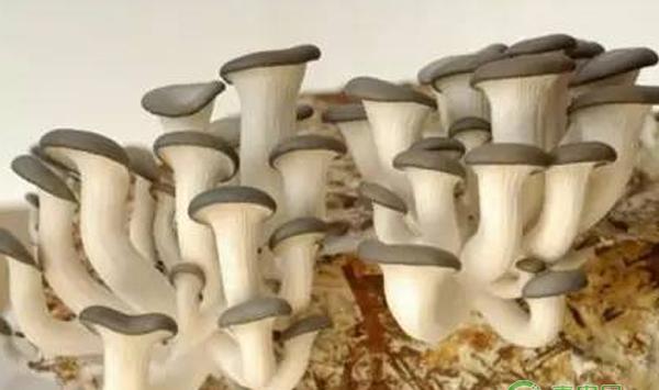 蘑菇的阳台种植技巧