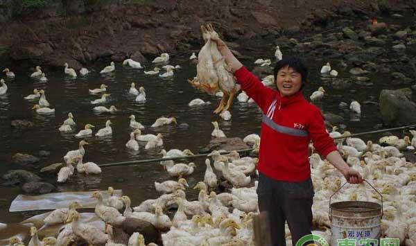 鸭蛋高产技巧之合理安排蛋鸭饲料, 增强蛋鸭营养 ?