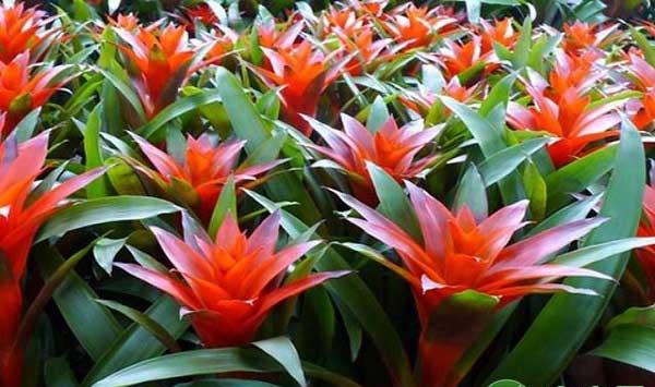 ?空气风梨人工诱导开花方法之利益光周期促花