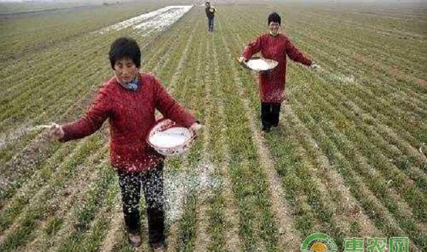  尿素使用注意事项之不能与碳铵混用