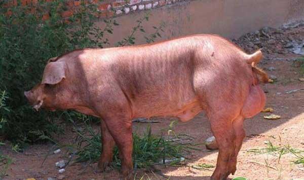 养猪技巧种公猪挑选之要选择好的体型 