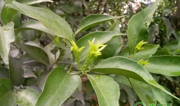 丑柑8月种植肥水管理