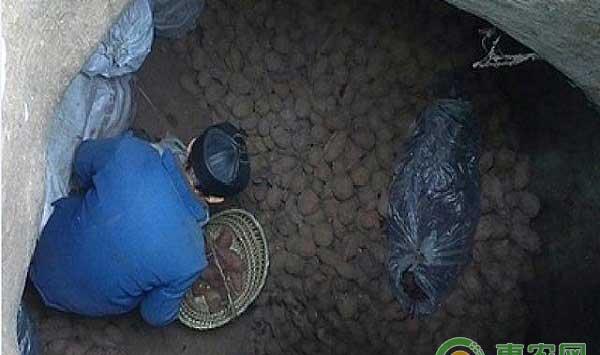 红薯地窖防腐增甜储藏方法之入窖时候要轻拿轻放