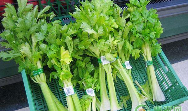 西芹、生菜无土栽培的方法和与技术