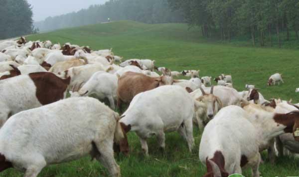 现代化养羊技术措施