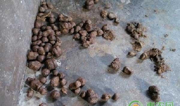 ?猪场各种炎症处理方法大全之肥猪大便干燥处理方法 