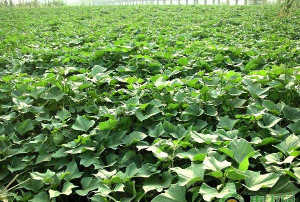 夏、秋薯高产种植技术要点