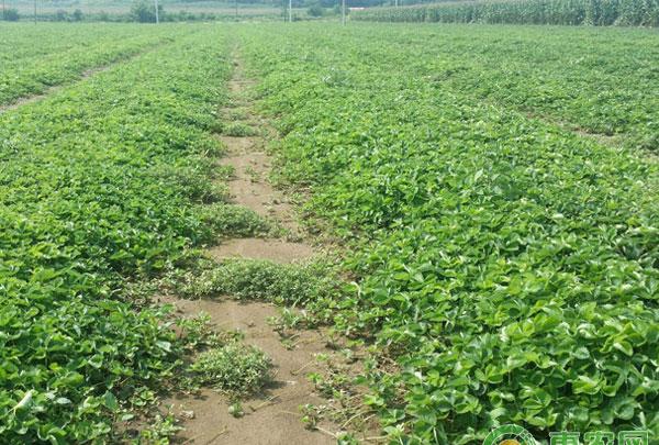 露地草莓园地选择及整地