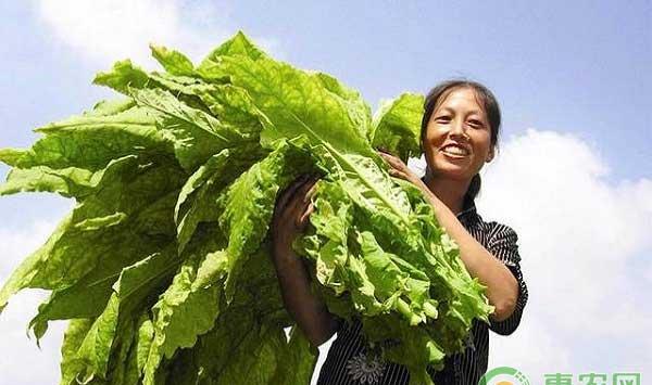 烟叶大田管理措施之旺长期管理 