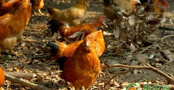 养鸡技巧：入秋后鸡群易患疾病分析及防治方法