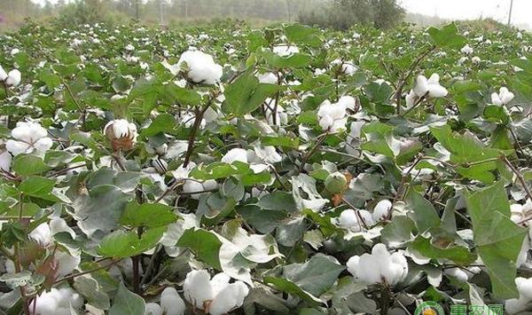 提高单产和增加棉农收入的棉花种植妙招