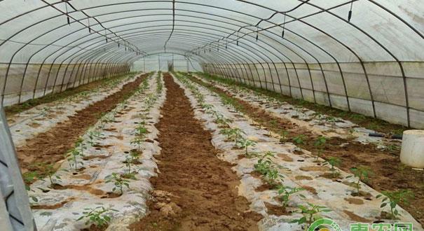 适合在处暑种植的蔬菜