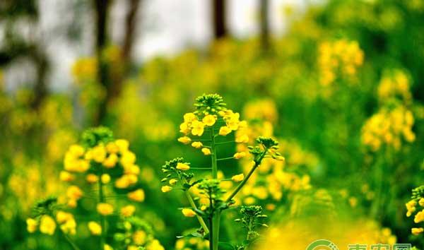 油菜抗旱栽培技术措施