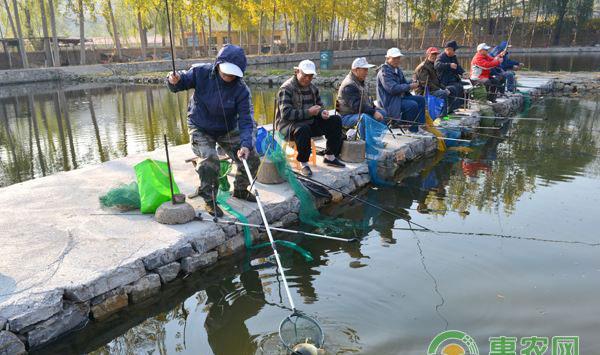 秋季钓大鱼用什么饵料(内附饵料制作方法)