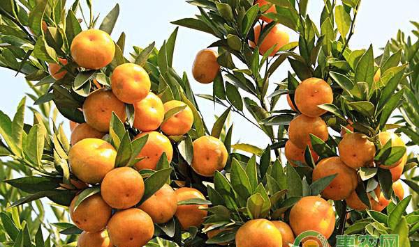 柑橘幼树管理技巧