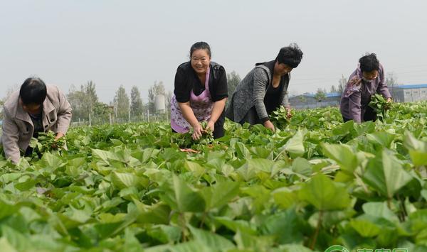 红薯秋季巧管理，高产丰收早收益