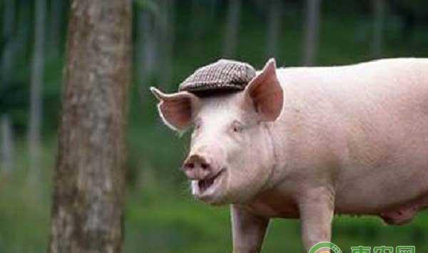 养猪技巧之甘草治疗猪流行性感冒 ??