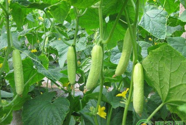 黄瓜越夏栽培采取间歇蹲促法