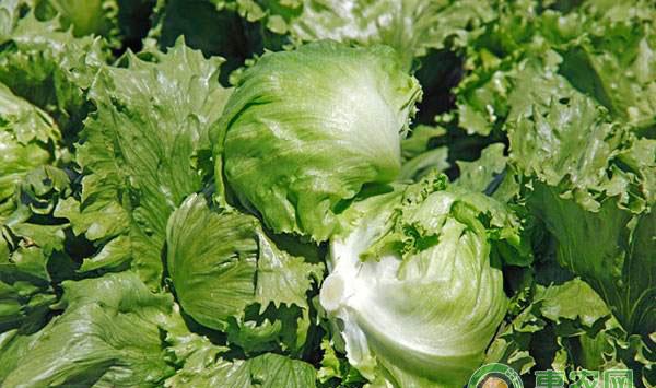 西芹、生菜无土栽培的方法和与技术