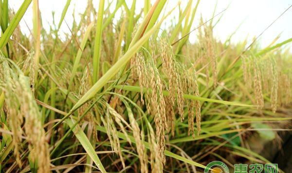 晚稻病虫害防治措施