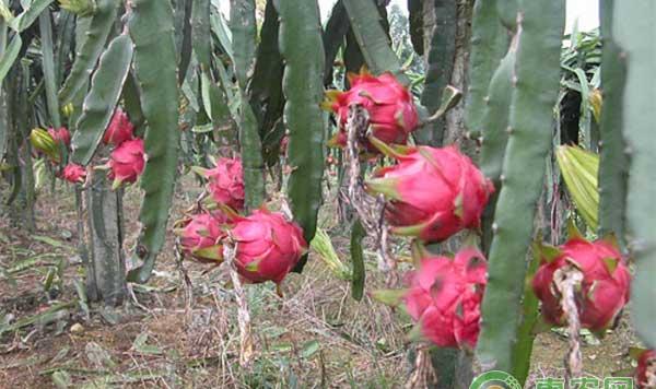 火龙果日光温室高产栽培技术