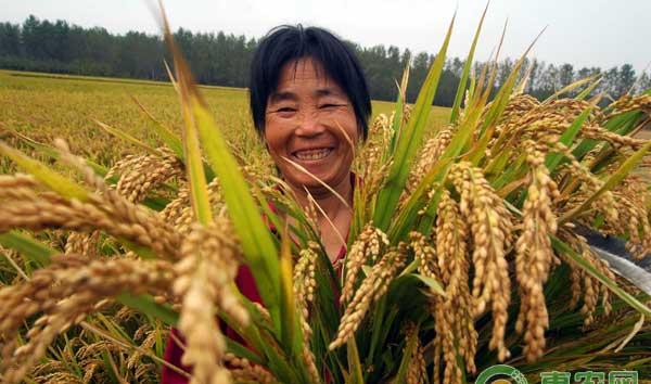 水稻在四个生长期的管理方法