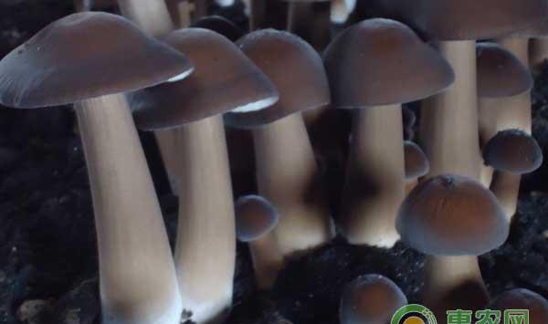 黑皮鸡枞的栽培管理技术