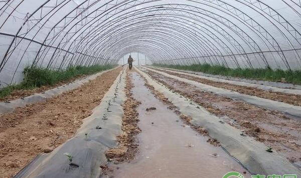 整地起垄定植行距1.5米，株距60cm