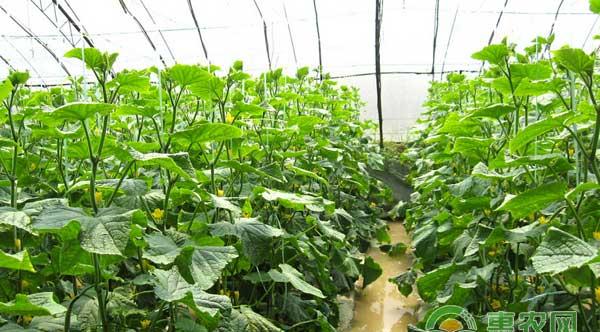 秋茬蔬菜定植要注意这四大情况