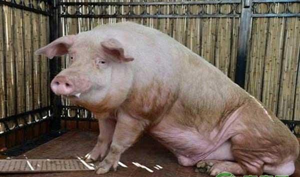 养猪技巧种公猪挑选之要选择有实力的种猪场 ??