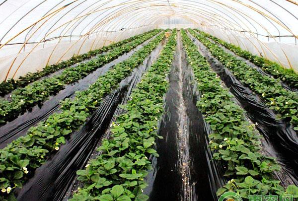 温室草莓微灌施肥设施
