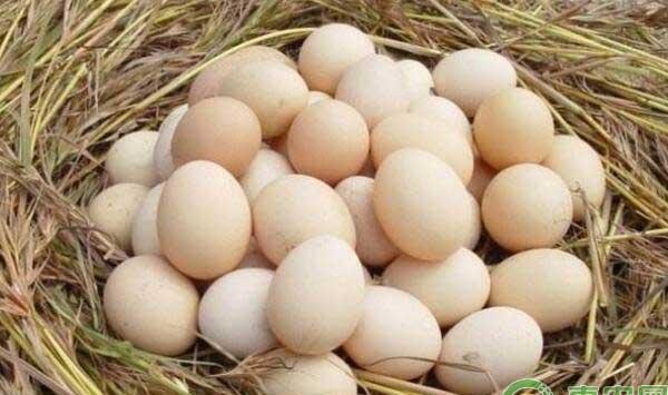 如何让种蛋孵化达到最佳效果
