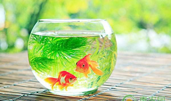 金鱼缸能不能种水草
