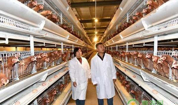 肉鸡养殖技巧：肉鸡养殖要从细节做起