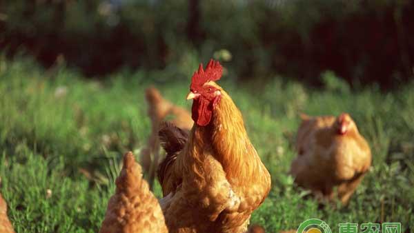 如何控制新城疫疫情？鸡舍消毒必不可少