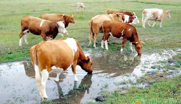 母牛不孕症发病大全！养殖户如何处理不孕的母牛