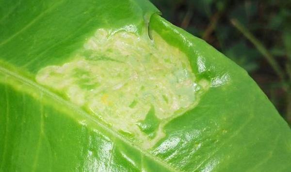 面对受灾的果园，该怎样处理呢？