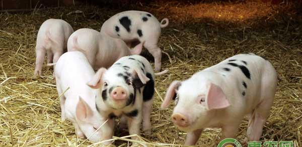 哺乳期母猪饲喂管理方法及注意事项