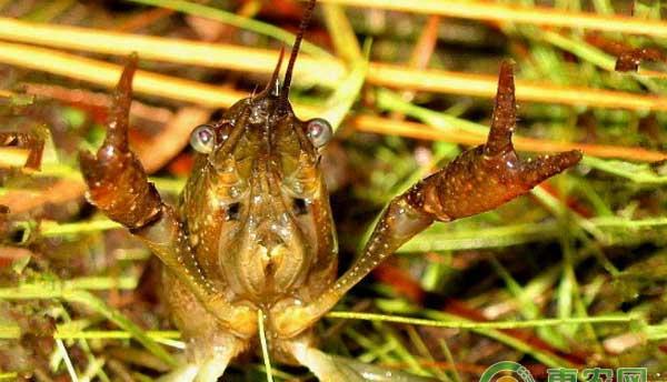 新手养殖小龙虾容易走进这七大误区