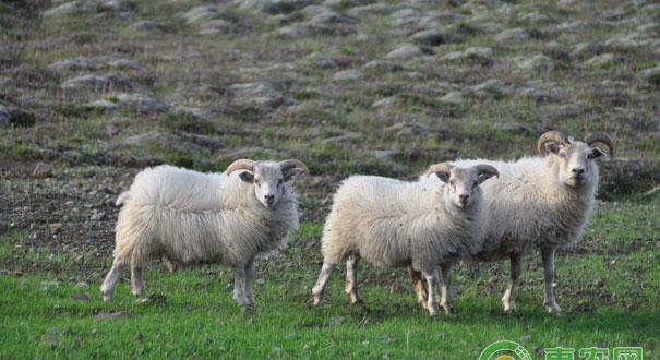 怎样才能搞好羊的秋季管理和配种繁殖