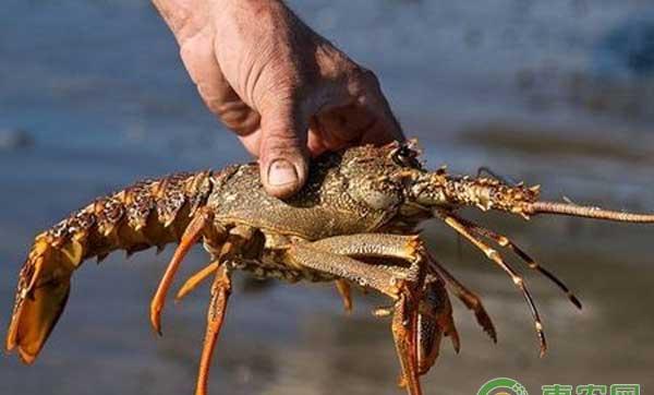 小龙虾高效捕捞方法