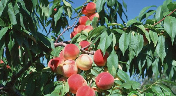 秋季桃树施基肥的作用