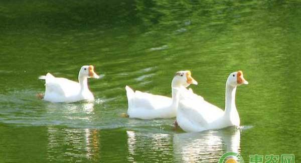 仔鹅如何养膘？肉用仔鹅育成饲喂方法