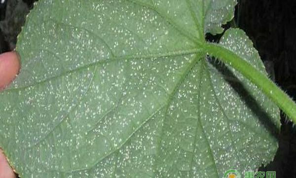 阳台种菜福音，教您七招搞定害虫白粉虱