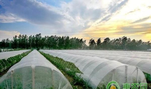 大棚蔬菜有哪四害？大棚蔬菜“四害”危害及防治措施