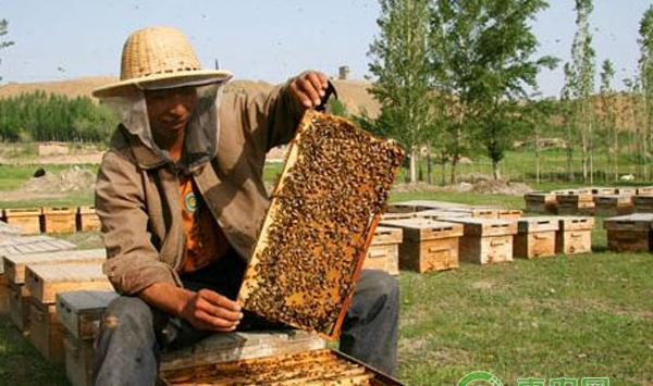 狼青幼犬怎么饲养？饲养狼青幼犬的四大护理要点！