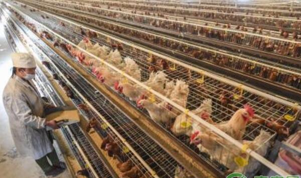 鸡舍垫料硬化易引起鸡群爆发球虫病