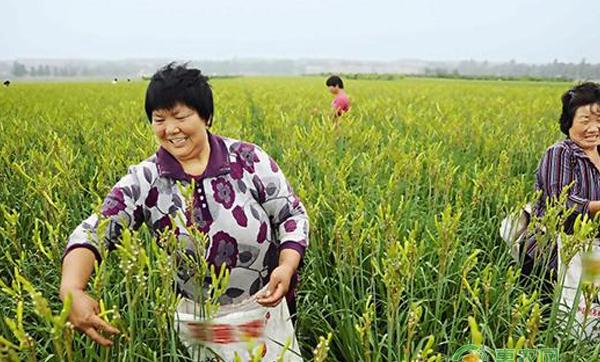 黄花菜种植高产技术