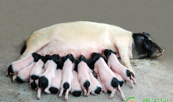 母猪养殖技术：关于母猪喝水的问题