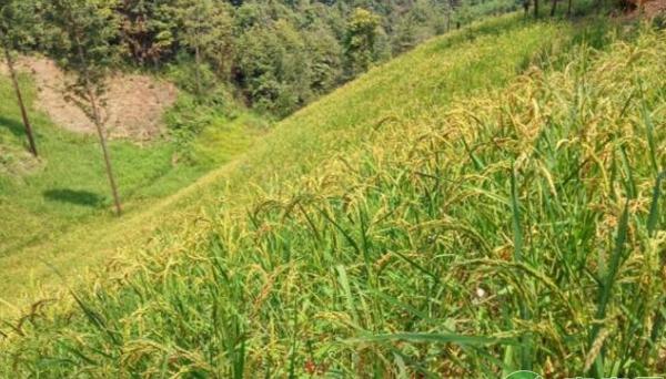 油茶林下套种山稻技术要点